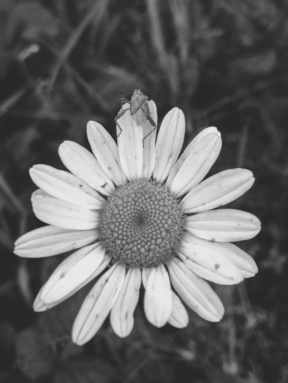 Black and white daisy flower with detailed center and delicate petals.