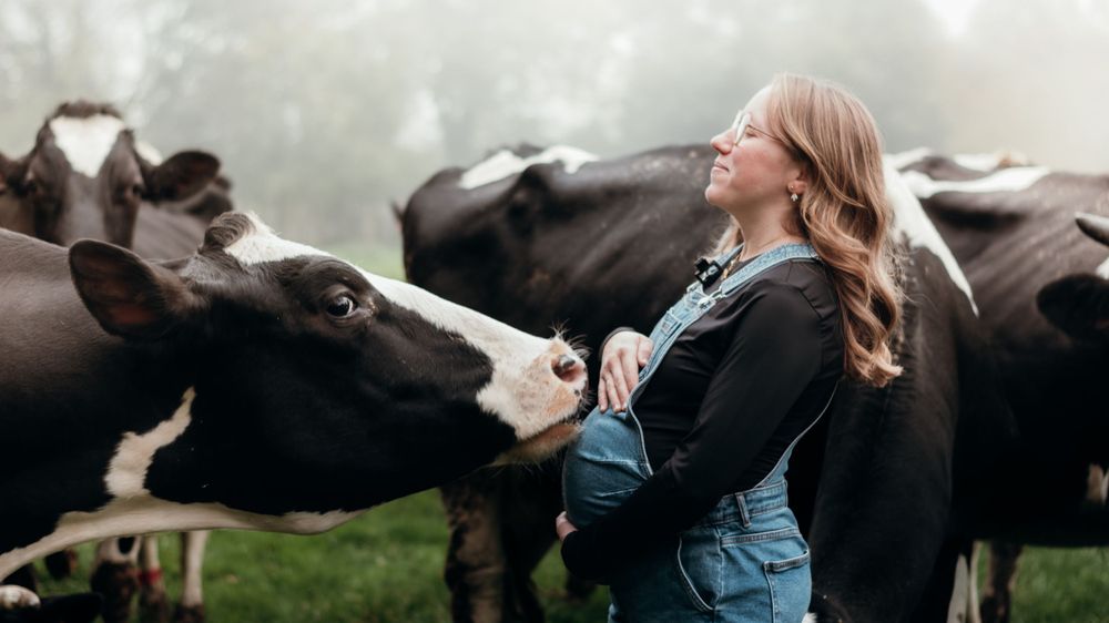 Séance photo de grossesse matinale en extérieur, capturée dans une brume douce avec des vaches en arrière-plan, créant une atmosphère calme