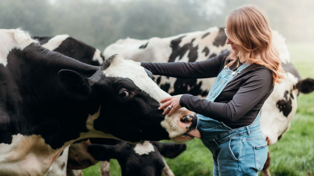 Séance photo de grossesse matinale en extérieur, capturée dans une brume douce avec des vaches en arrière-plan, créant une atmosphère calme