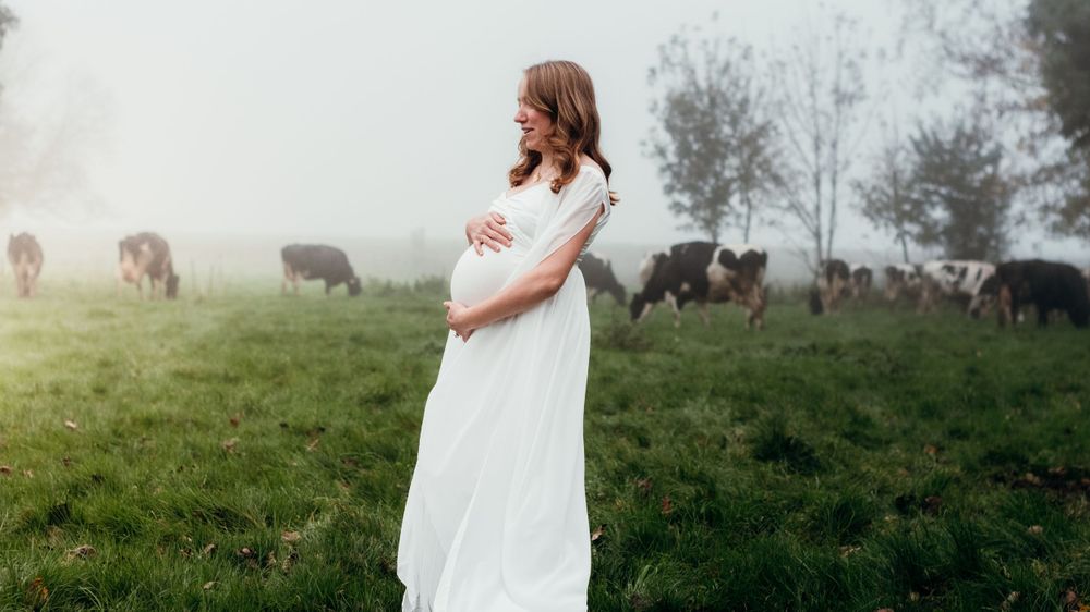 Séance photo de grossesse matinale en extérieur, capturée dans une brume douce avec des vaches en arrière-plan, créant une atmosphère calme