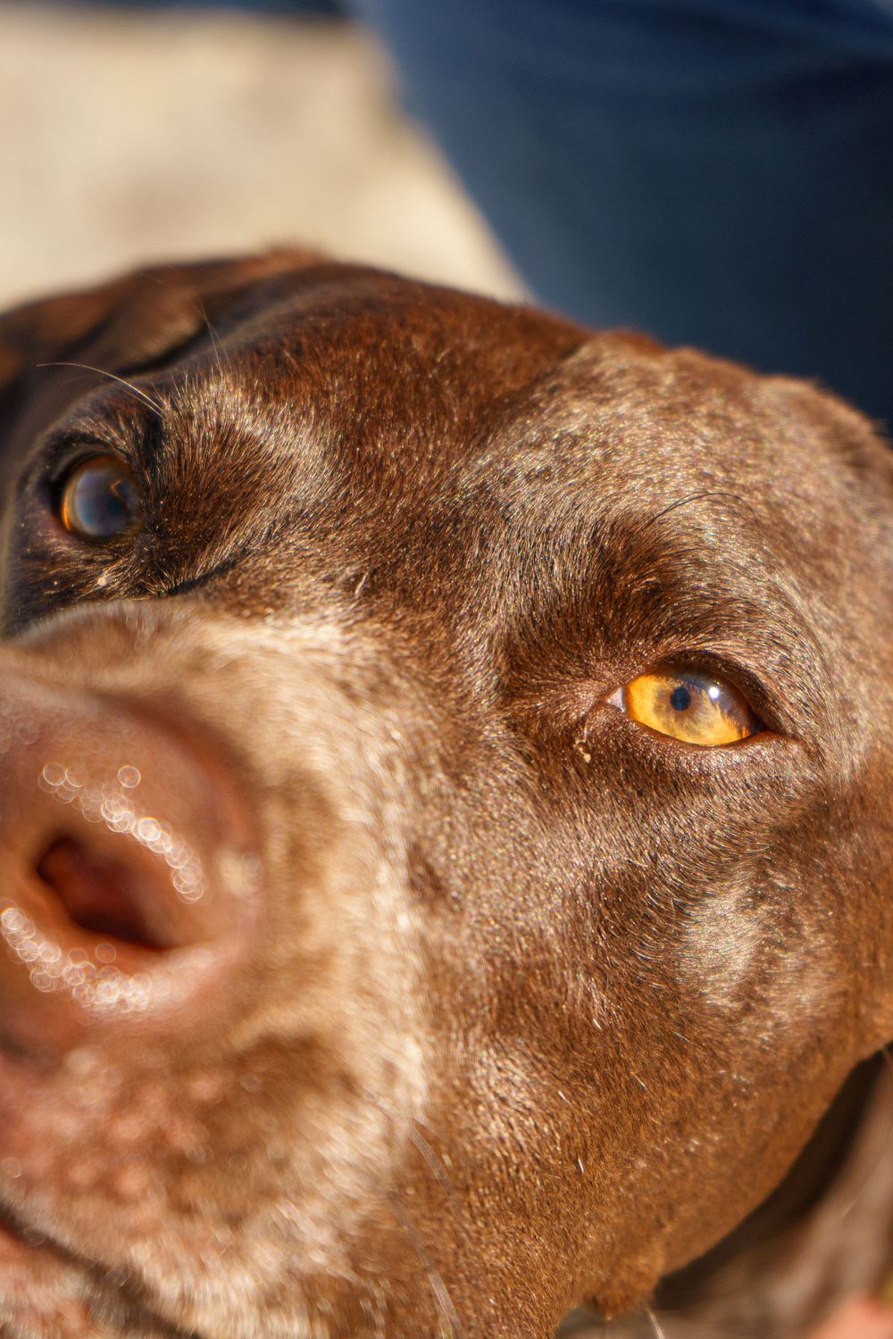 Portrait, natural light, model, family photoshoot, kids portrait, pet portrait