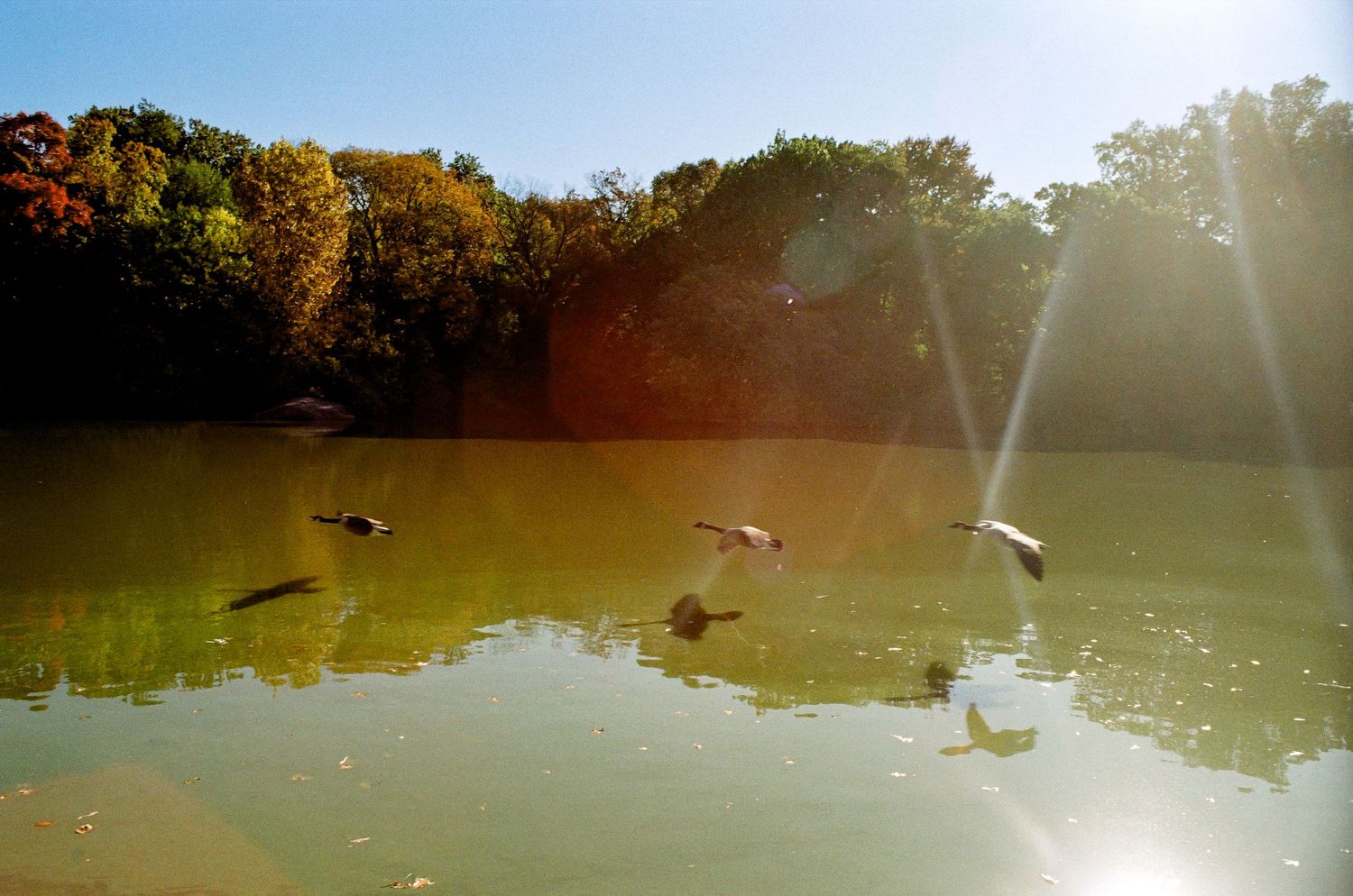 Sunlit pond with geese swimming across golden-tinted water.