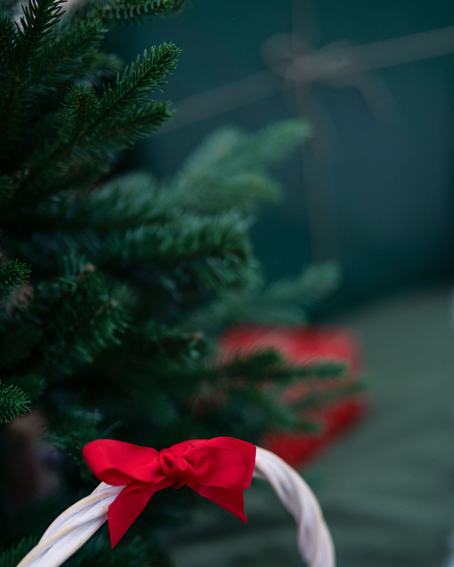 Close-up of evergreen Christmas tree branches with red bow detail.