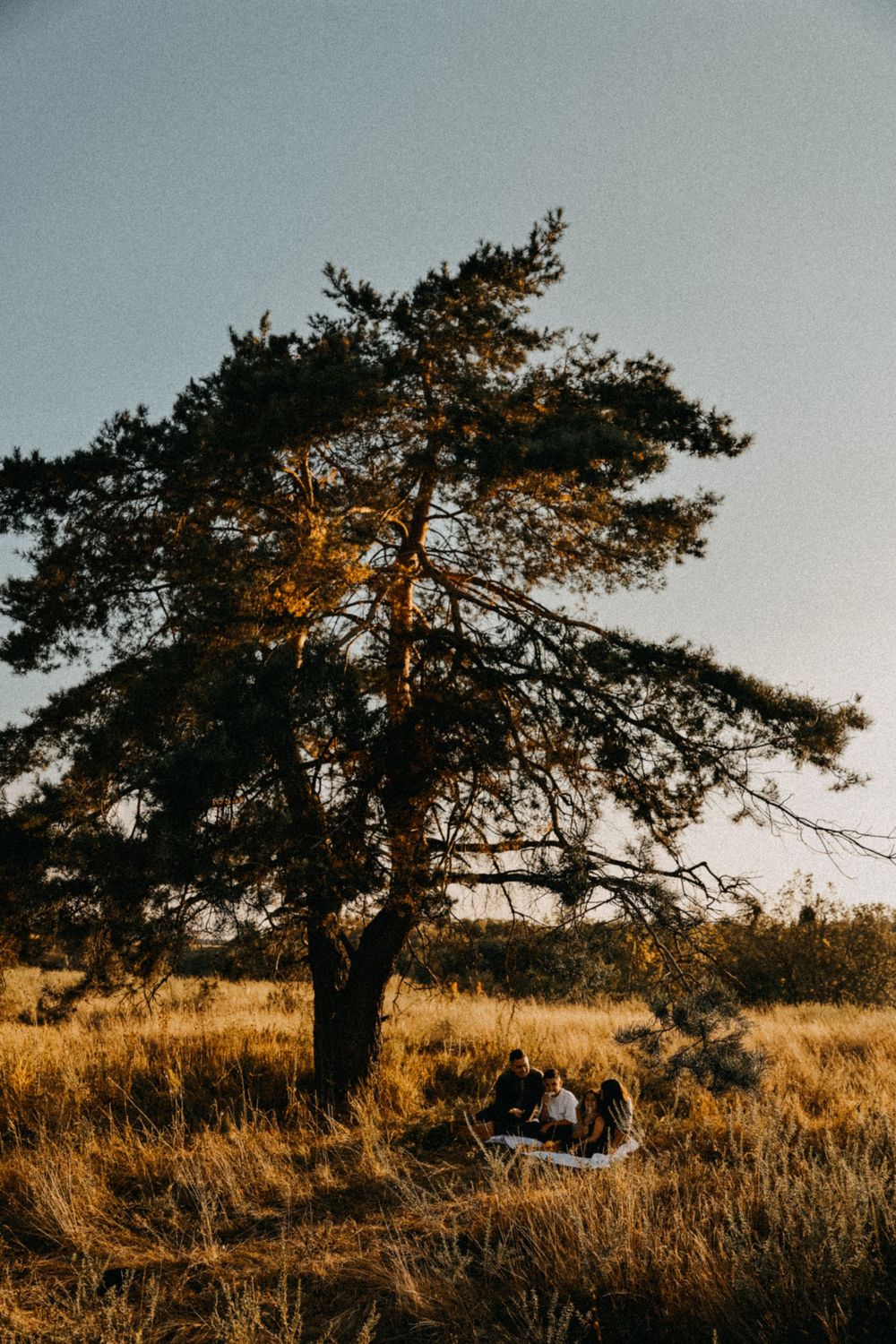 A silhouetted pine tree stands against a golden sunset sky as people rest beneath its branches in a grassy field.