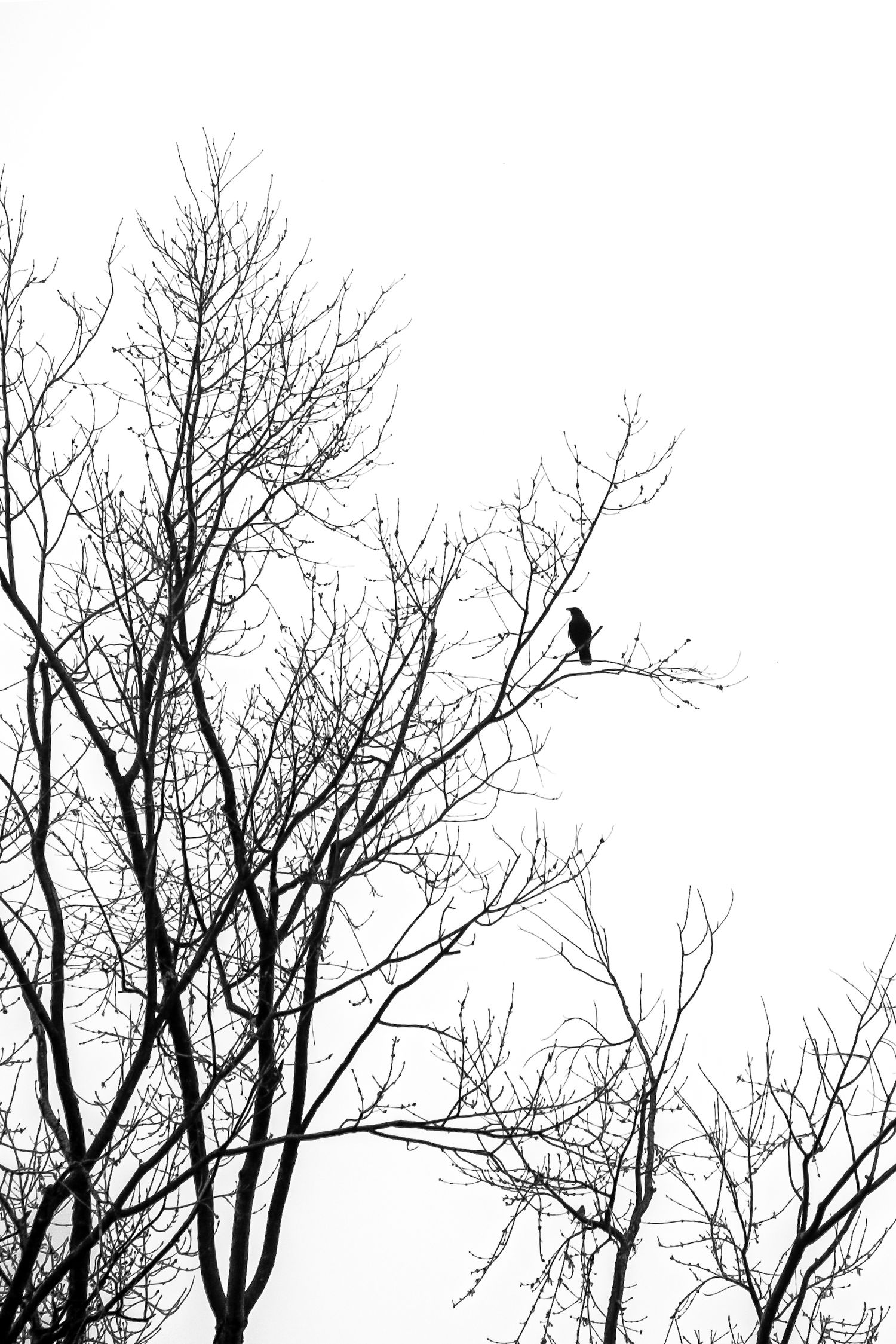Patience Black And White, was a crow watching me to bird seed in the feeder. I knew to get my camera. Now the tree stands no more. It's gone