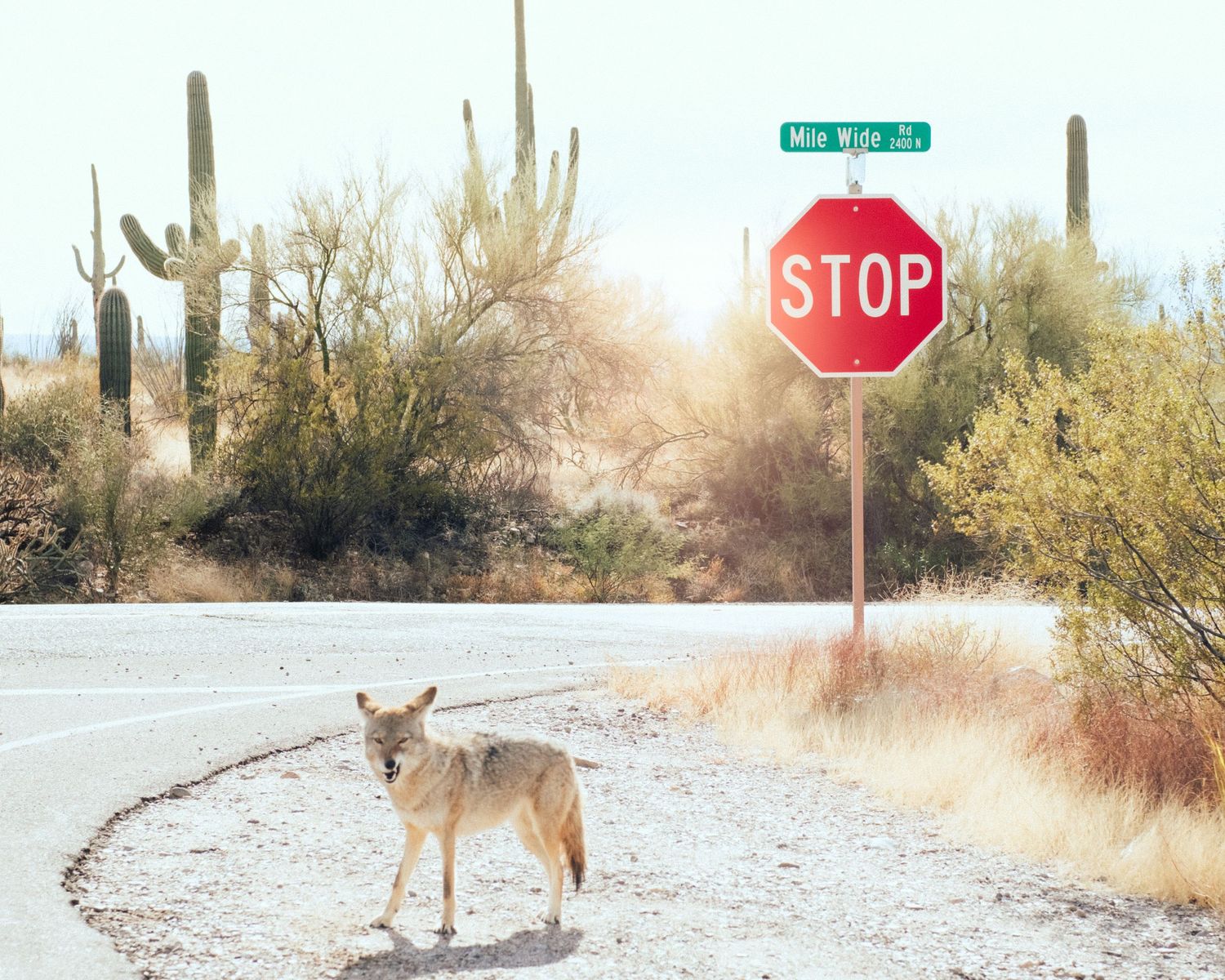 Coyote standing near a stop sign in a desert landscape with saguaro cacti.
