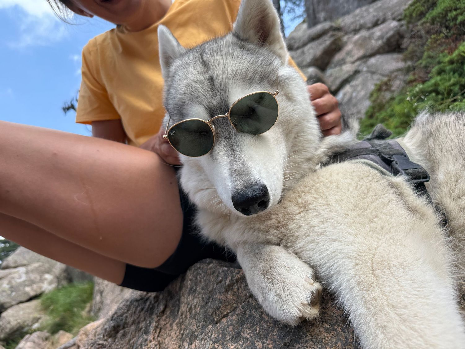 husky avec lunettes de soleil en corse en été