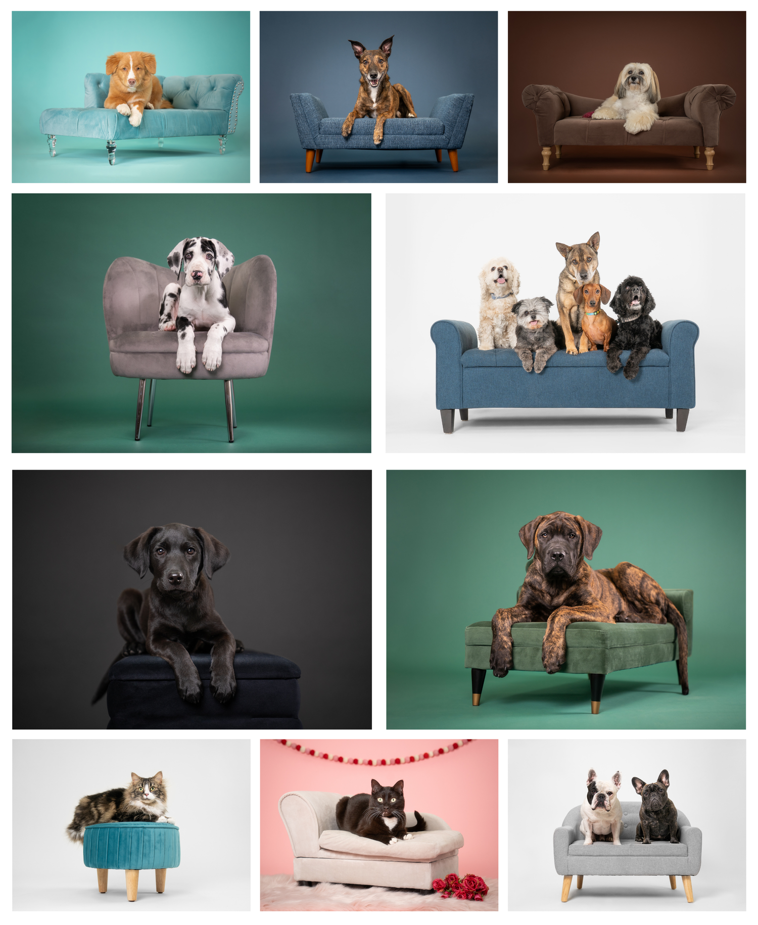 Various small dogs and puppies lounging on modern pet furniture including couches and beds in studio setting.