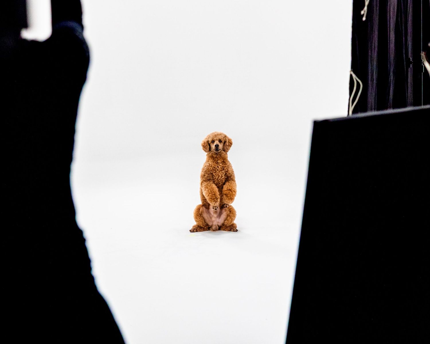 A golden retriever puppy sits upright on a white background between dark curtains.