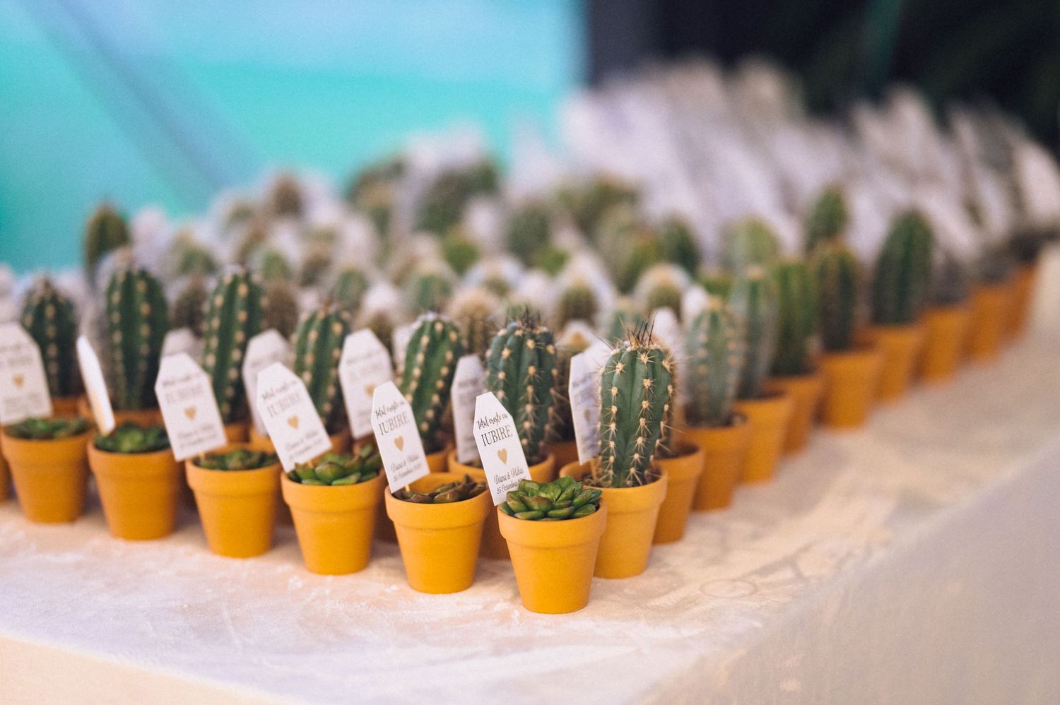 Rows of small potted cactus plants in orange terracotta pots arranged in a neat line on a white surface.