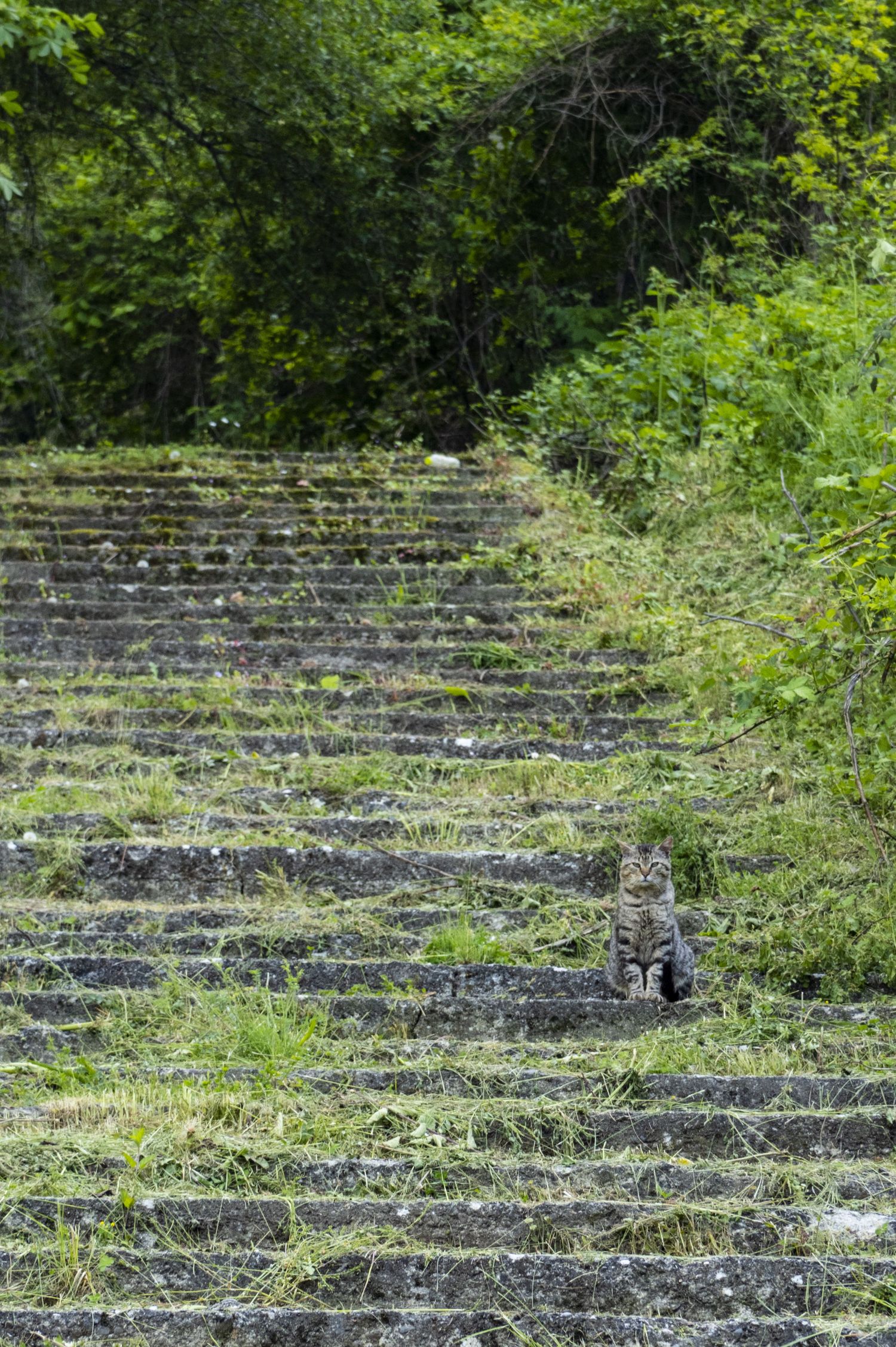 Stone steps covered in moss and vegetation create a terraced pattern in an overgrown outdoor amphitheater.