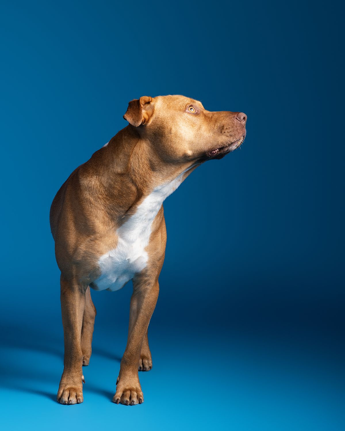 Brown and white pitbull dog in a profile pose.
