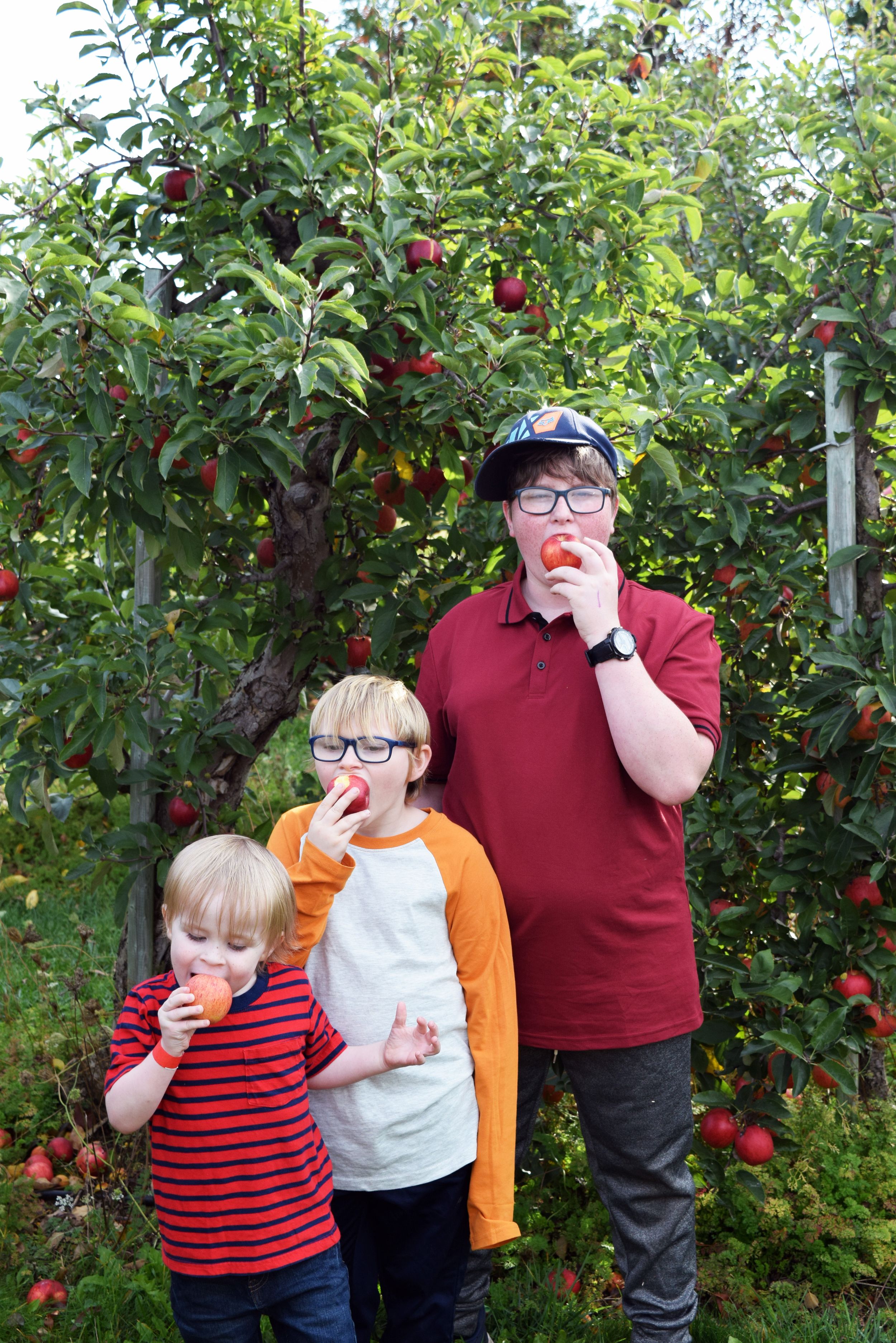 A group stands in an apple orchard taking bites of freshly picked apples on a sunny day.