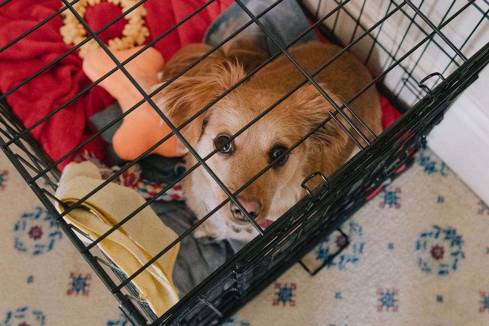 A golden retriever puppy resting inside a black wire dog crate with red blankets and toys.