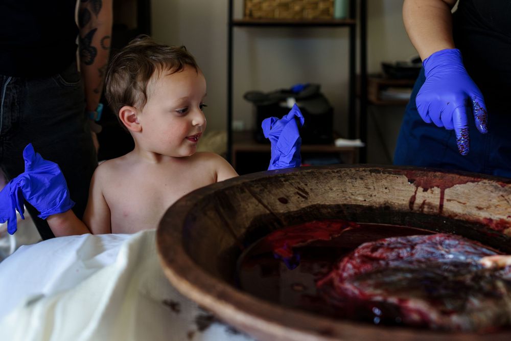 A child watches intently as a placenta examination takes place on a wooden table with blue-gloved hands visible.