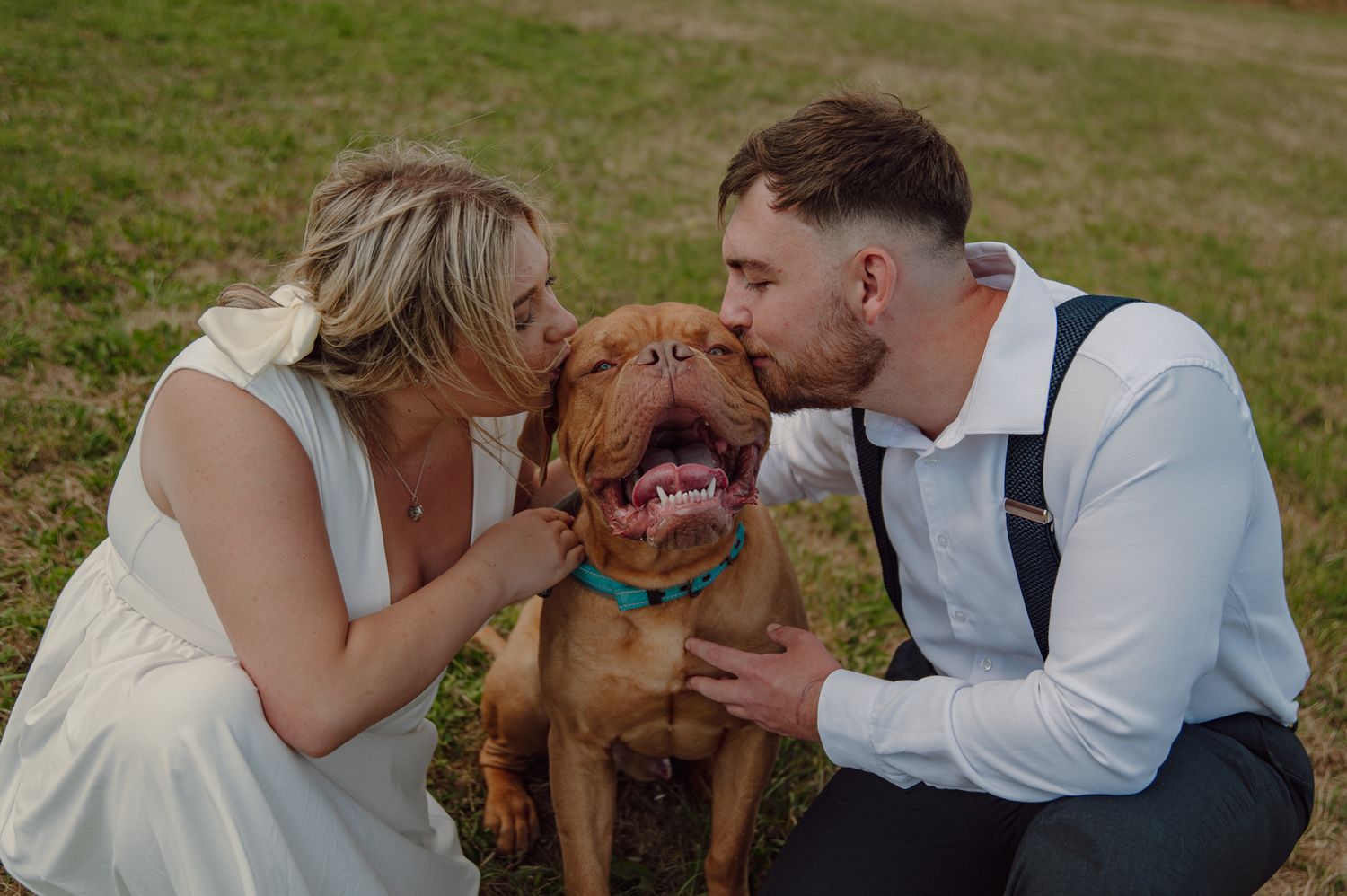 Bride and groom kissing their large brown Dogue de Bordeaux dog on a green grass lawn on their wedding day.