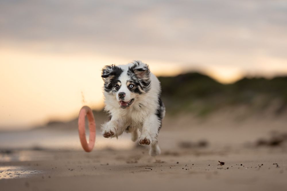 An Australian Shepherd running after a toy ring at the beach at sunrise in Mandurah.
