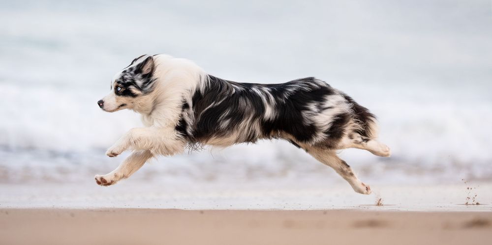 An Australian Shepherd running along the beach with waves in the background at his dog photoshoot.