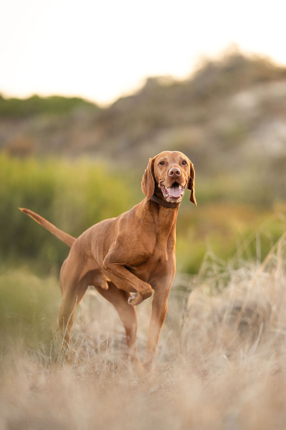 A Vizsla dog stands alert in tall golden grass during sunset, showcasing its distinctive reddish-brown coat.