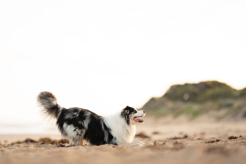 An Australian Shepherd dog playing on a sandy beach at sunrise during a dog photoshoot.