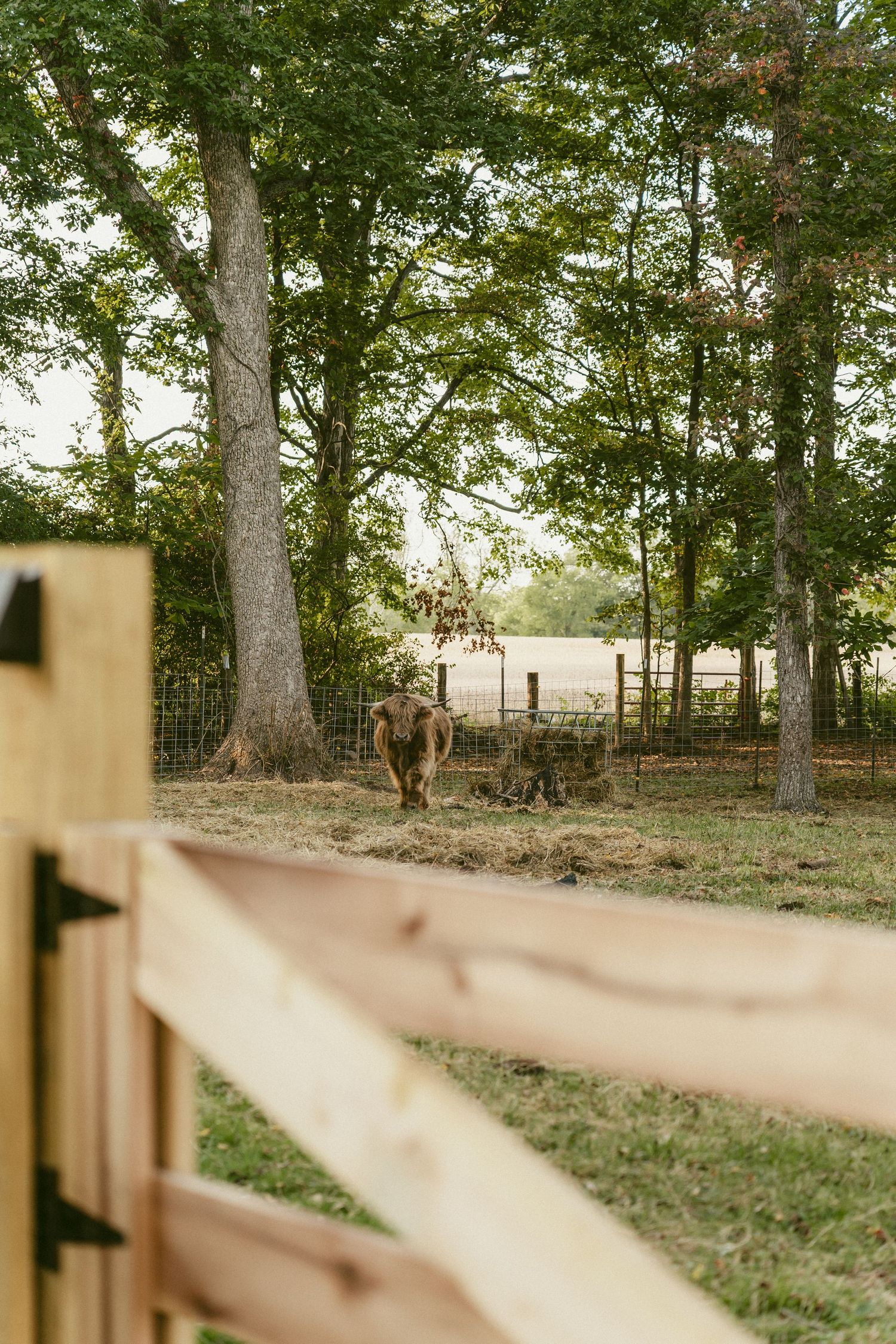 An engagement photo session at Hidden Valley Orchard in Lebanon Ohio with a couple posing near a tree looking at each other smiling.
