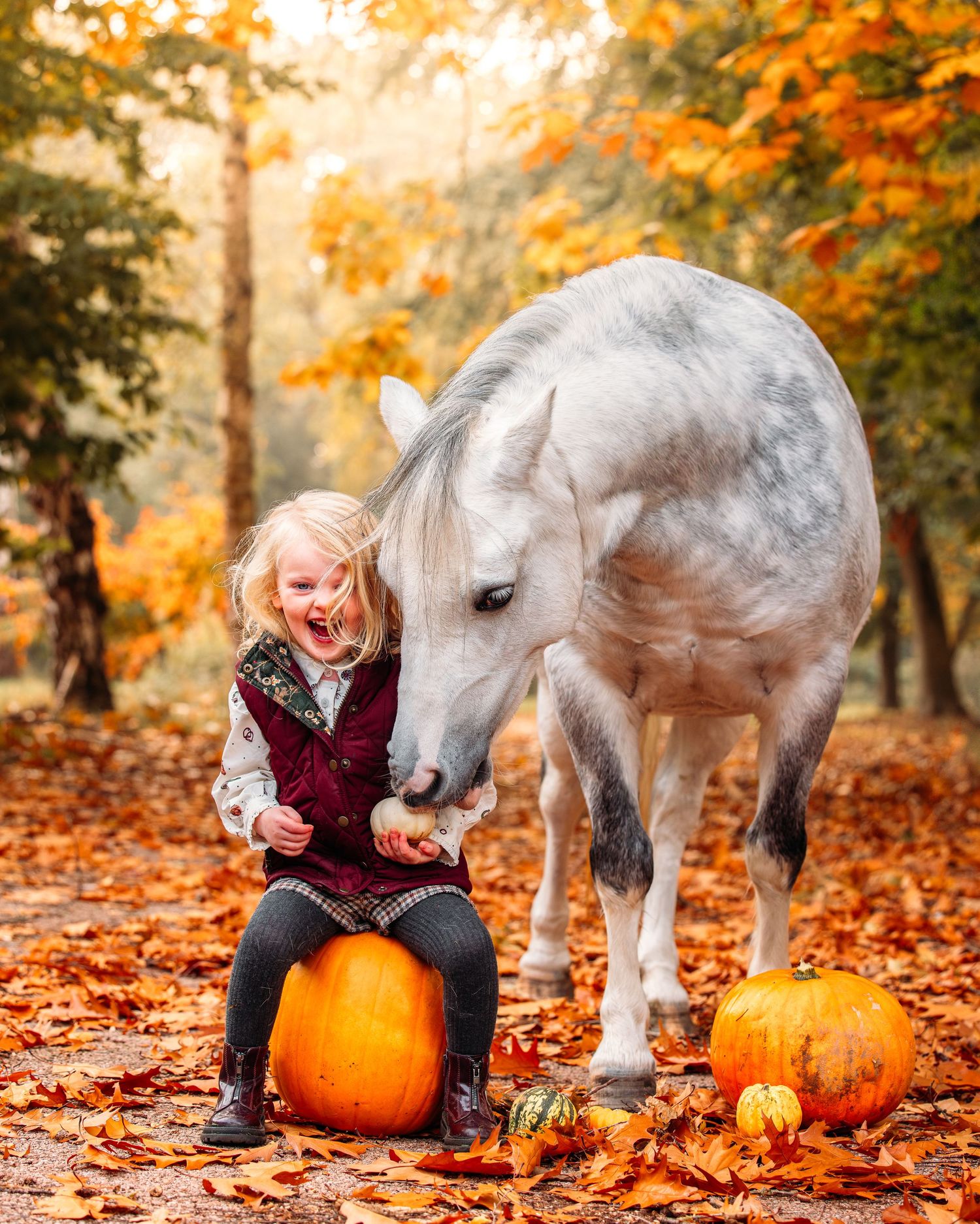 White pony investigating pumpkins with child in autumn leaves.