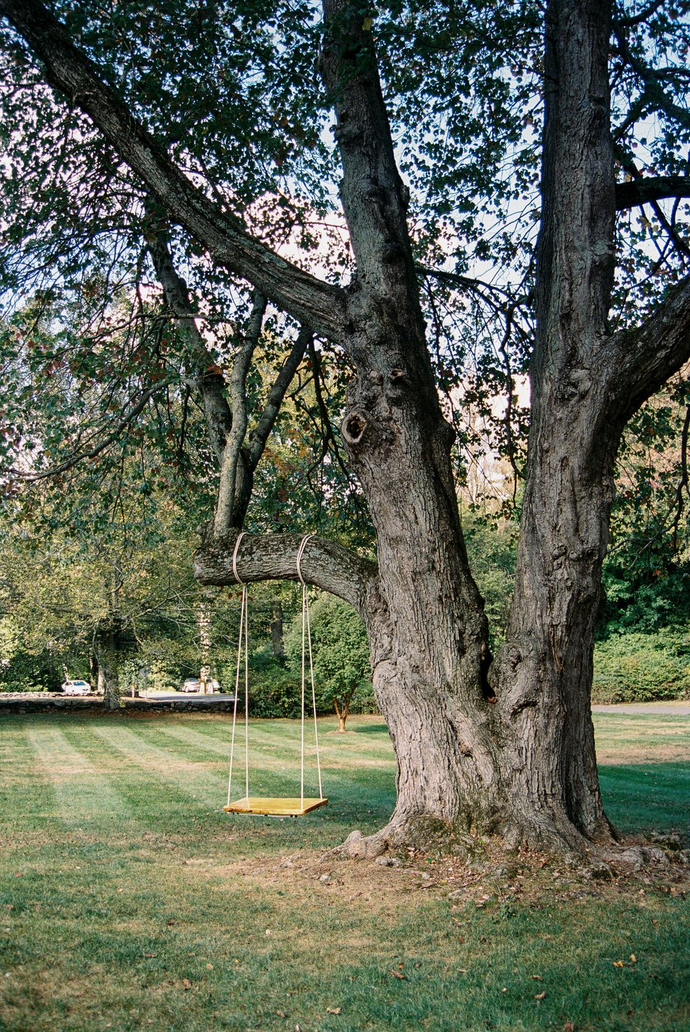 A yellow swing hangs from large mature trees in a peaceful garden setting.