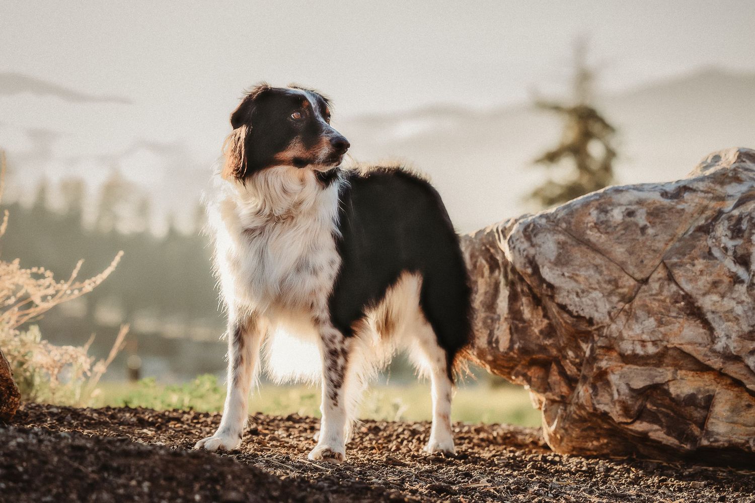 A tri-color Australian Shepherd dog stands proudly outdoors near a large rock with misty mountains in the background.