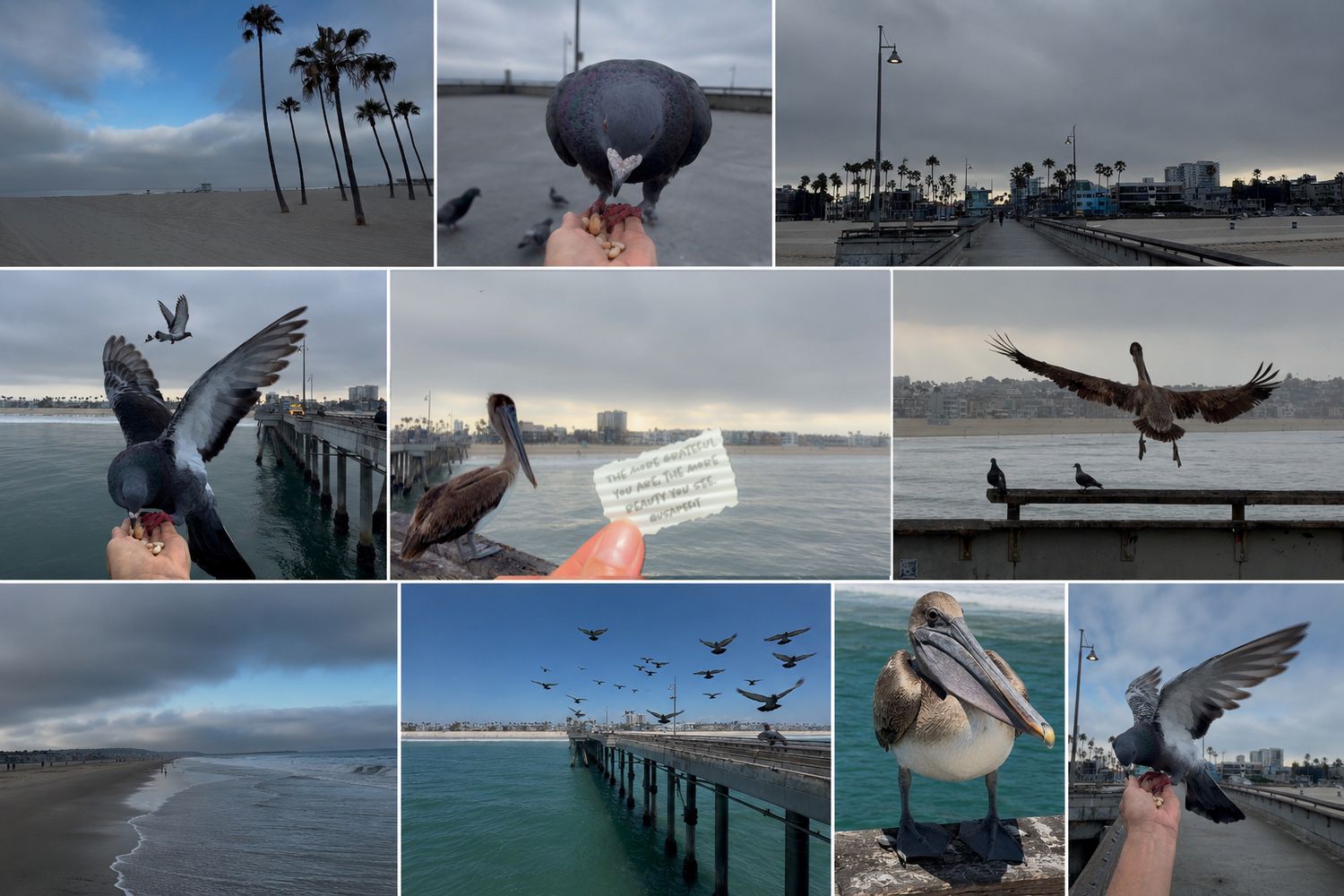 Collage of seagulls and pelicans on a coastal pier, with palm trees and ocean views on a cloudy day.
