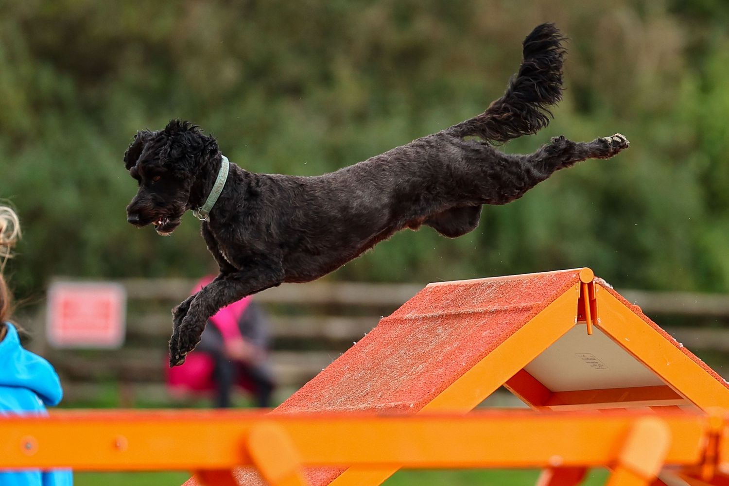dog photography