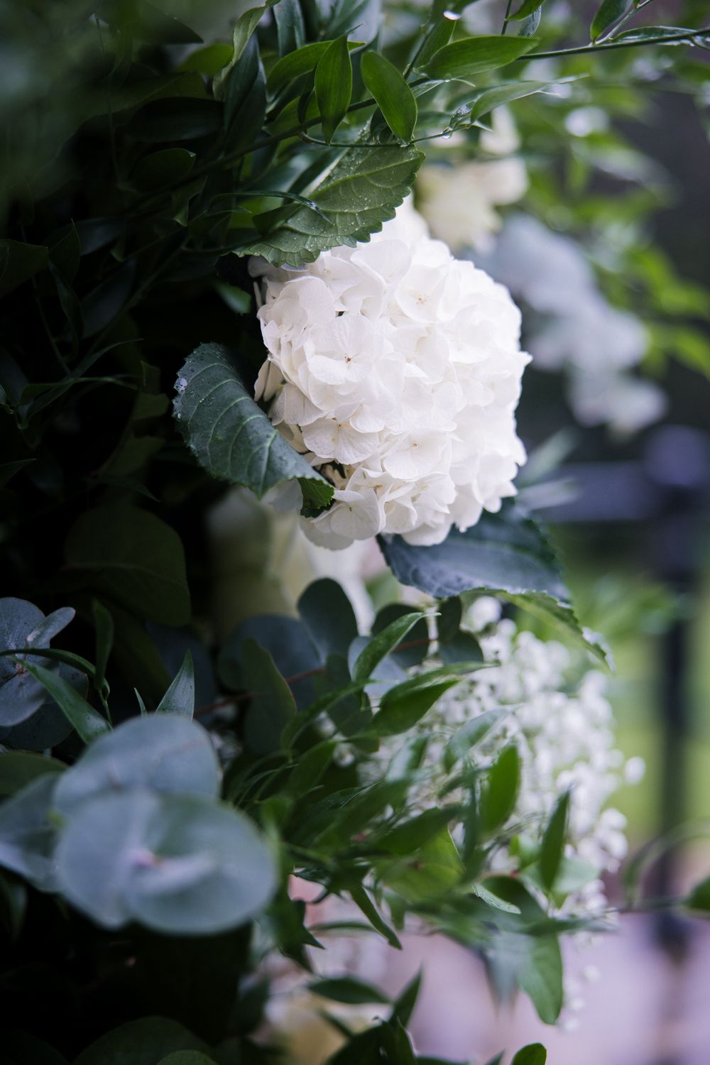 White hydrangea bloom surrounded by lush green eucalyptus and boxwood foliage in an elegant floral arrangement.