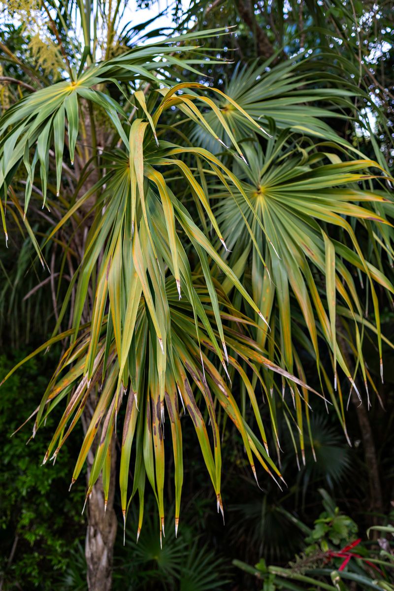 Close-up of tropical palm fronds with yellow-green leaves drooping gracefully in a lush garden setting.