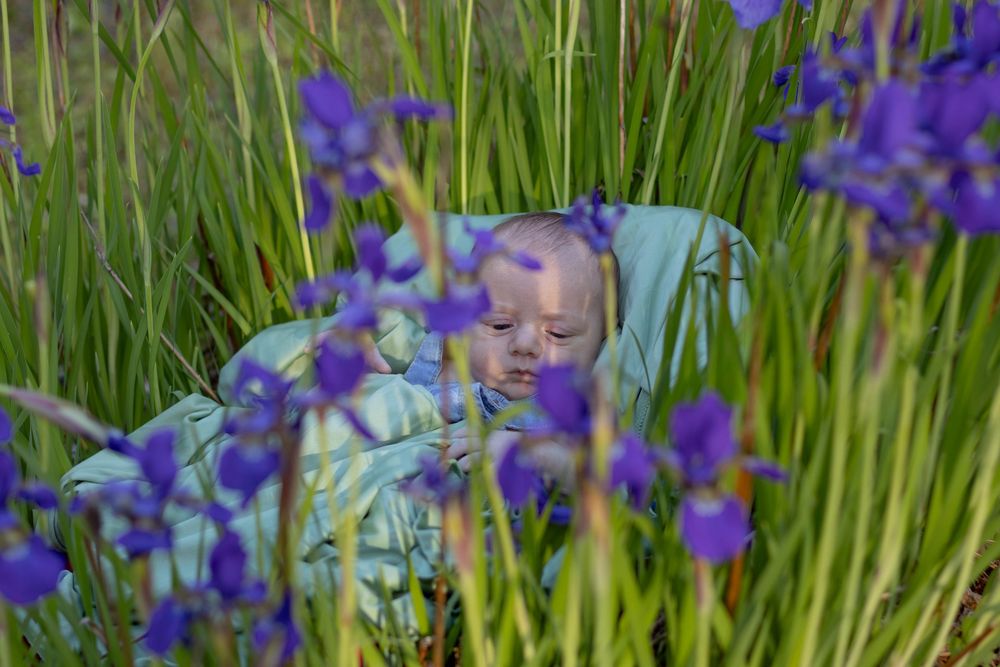 Sleeping baby nestled among tall green stems and vibrant purple iris flowers in a lush garden setting.
