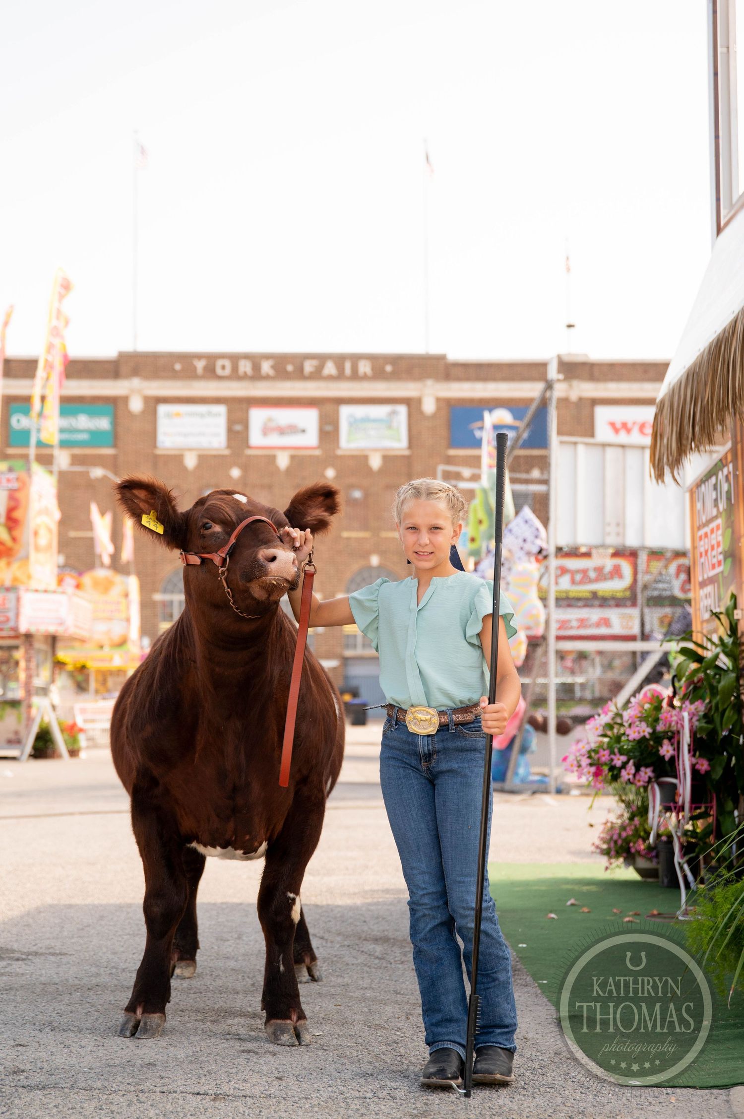 Young girl leads a dark brown steer at York Fair livestock show, holding a show stick in jeans and belt.