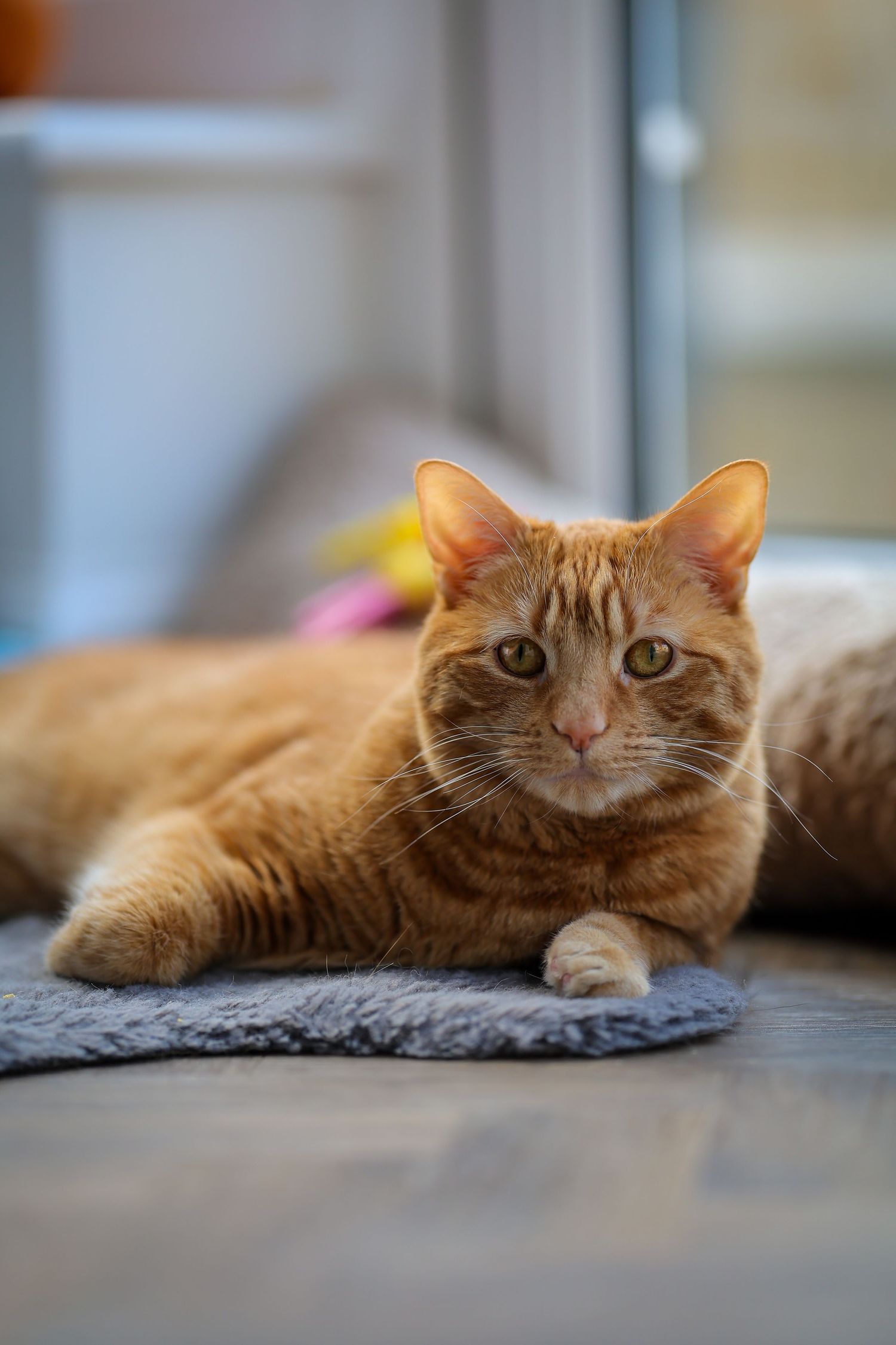 cat photography