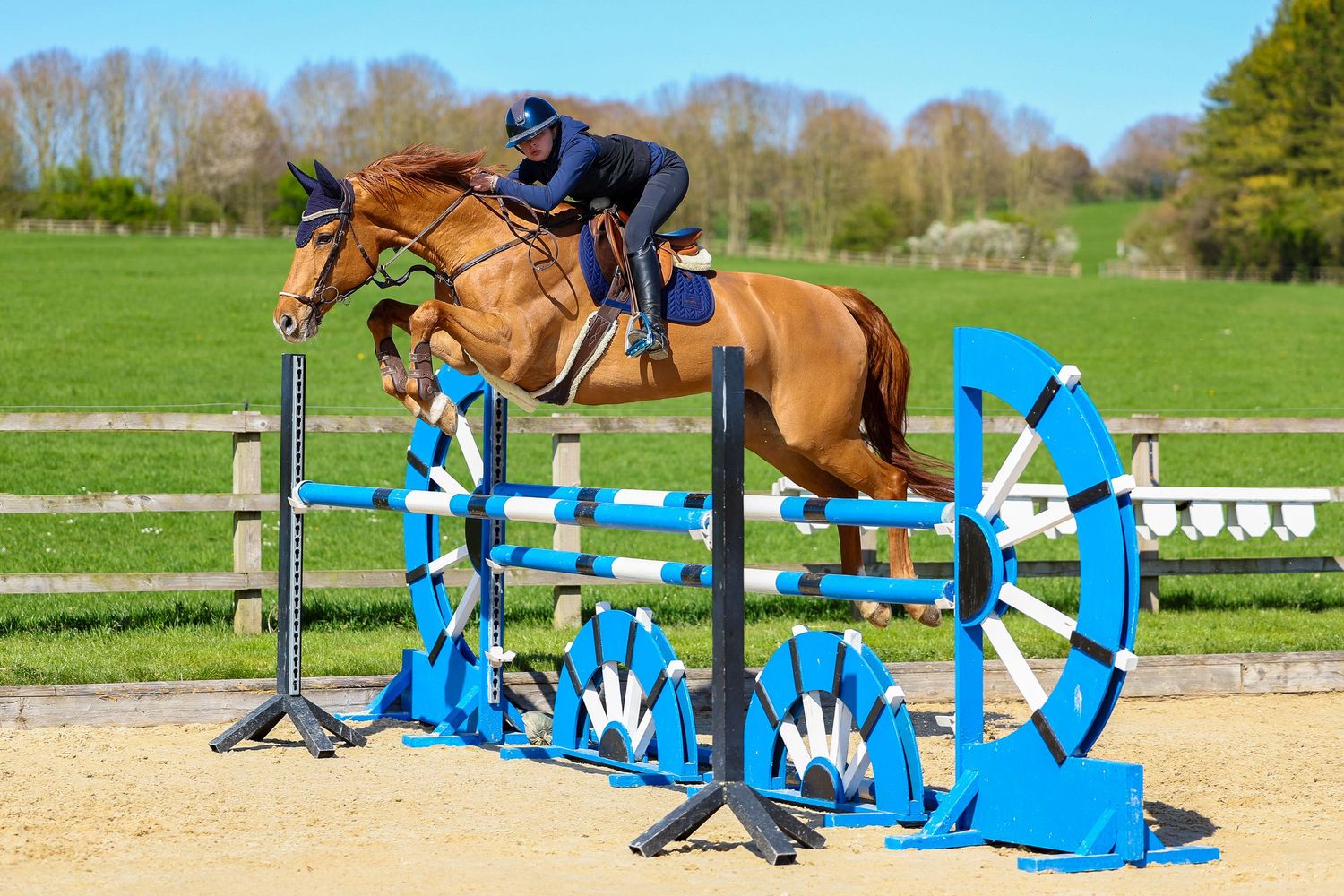 horse photography