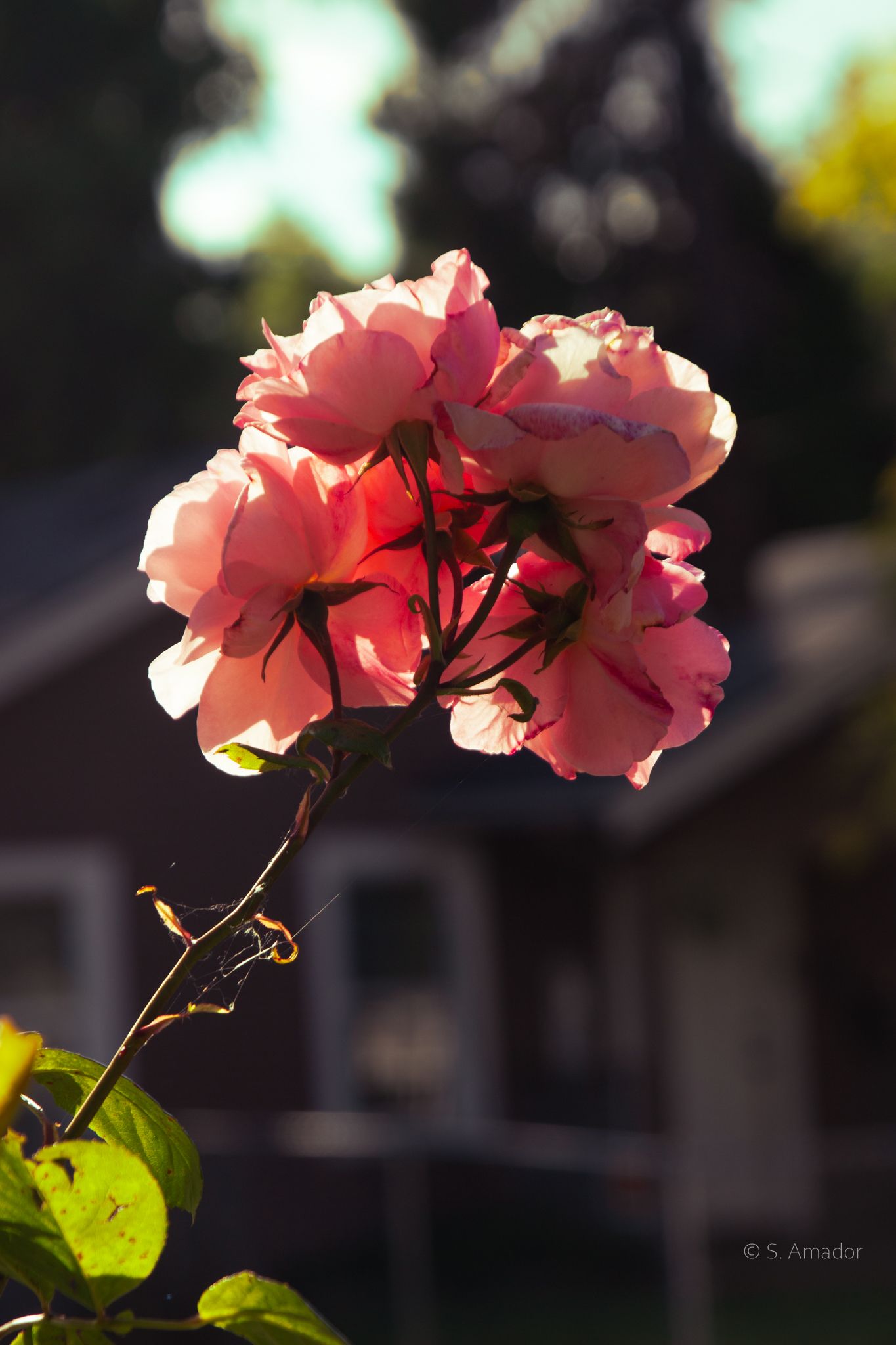 Pink roses backlit by golden sunlight with a blurred house and trees in the background.