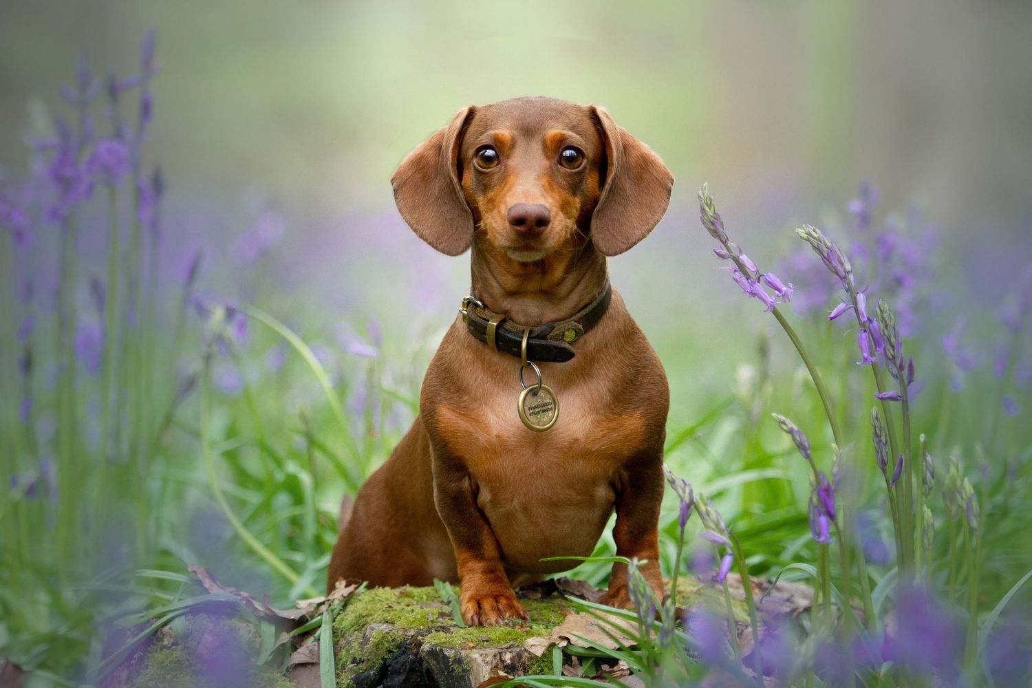 dog photography