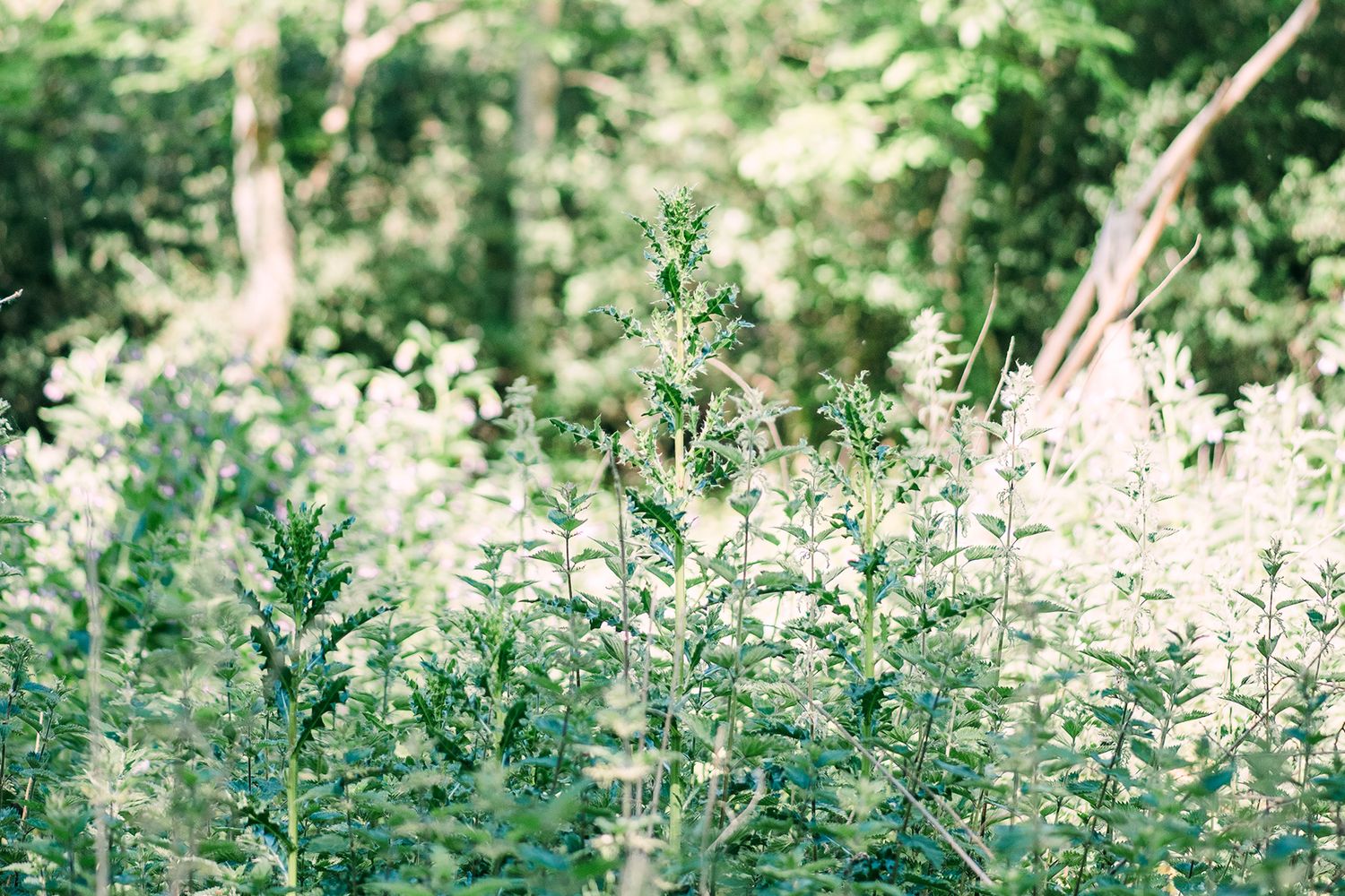 Lush green wild plants and shrubs growing in a sunlit forest clearing with trees in the background.