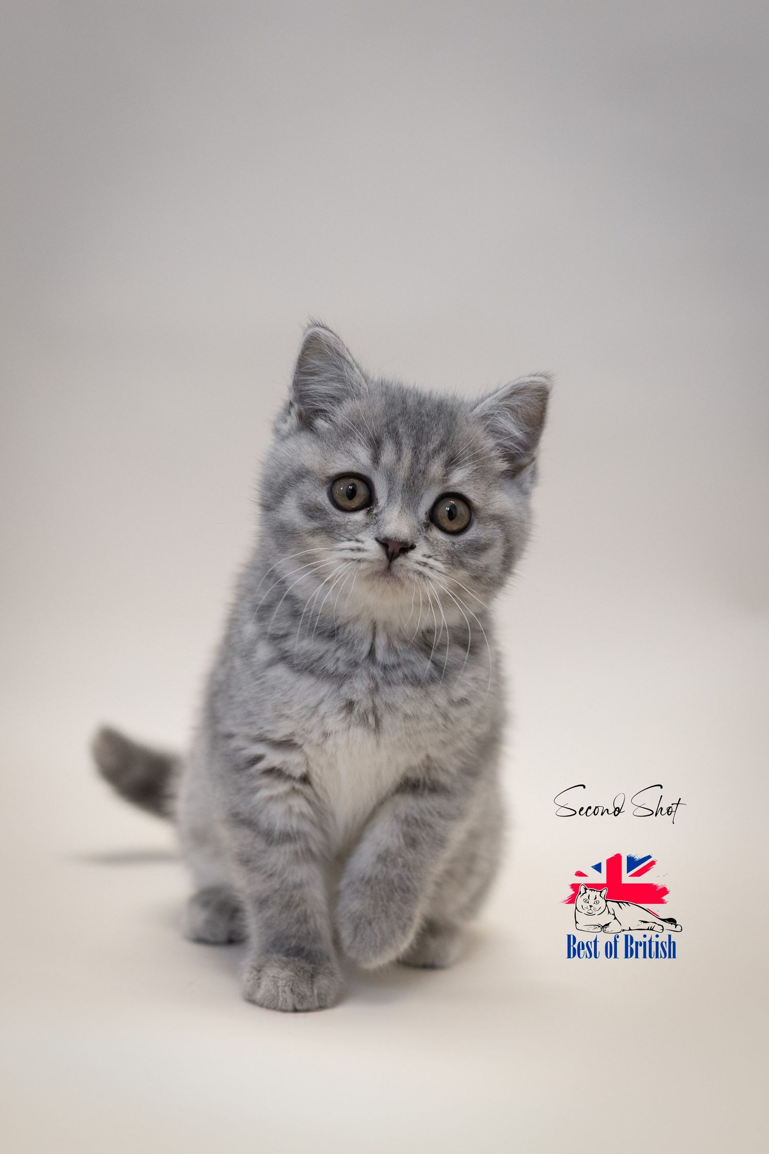 A fluffy black British Shorthair kitten stands on a white background, showcasing its bright blue eyes and sleek fur.