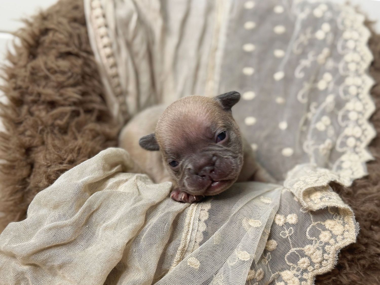 Tiny newborn French Bulldog puppy resting on soft lace and fluffy brown blankets in a cozy nest.