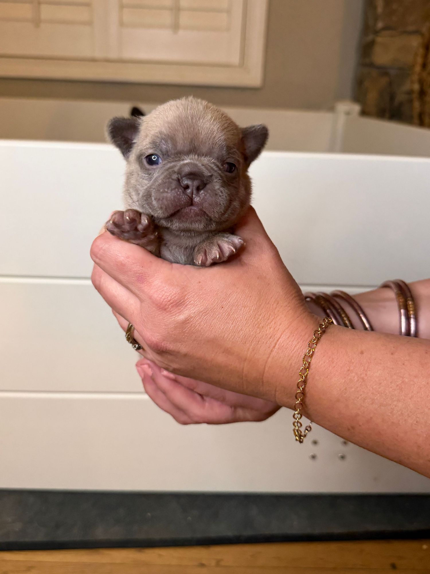 Tiny French Bulldog puppy with blue eyes held in a woman's hands wearing gold bracelets indoors.