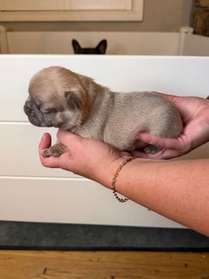 Tiny newborn French Bulldog puppy being gently held in both hands, with an adult dog visible in the background.