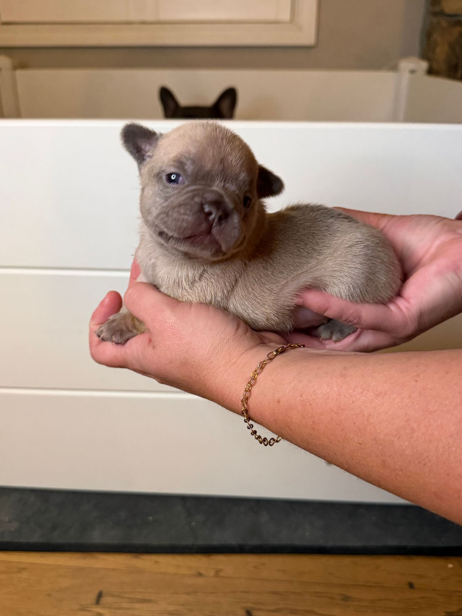 Tiny French Bulldog puppy held in hands, wearing gold bracelet, with blue eyes and tan coat.