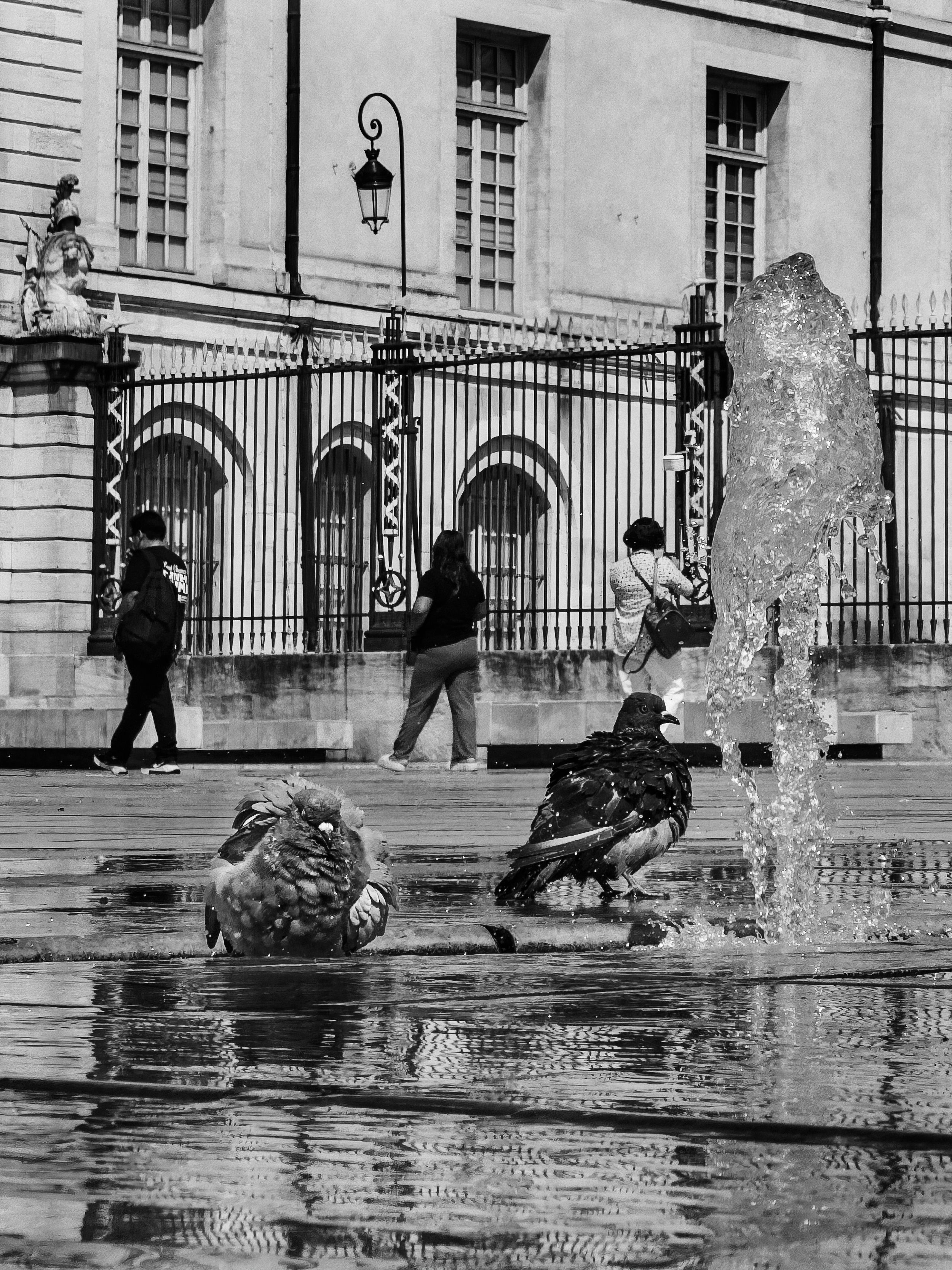 Black and white photo of pigeons bathing in a fountain near ornate iron gates of a Paris building.