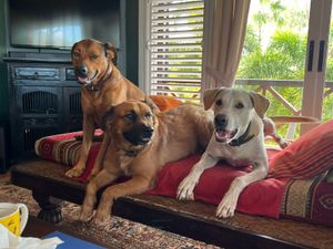 Three dogs relaxing together on a wooden bench with red cushions in a cozy living room near a window.