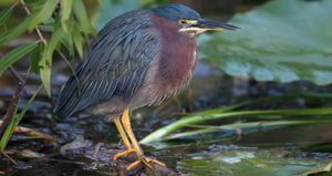 A green heron with rust-colored plumage stands on rocks at water's edge among lush green leaves.
