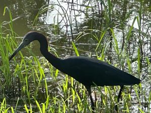 A dark Little Blue Heron wading among green reeds and marsh grass near a sunlit wetland pond.