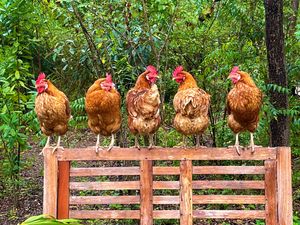 Five brown chickens perched in a row on a wooden bench surrounded by lush green trees outdoors.