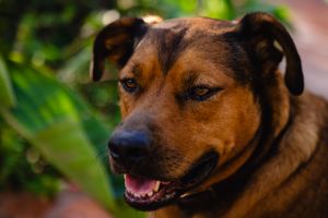 Close-up portrait of a brown and tan mixed-breed dog with mouth open, set against a lush green background.